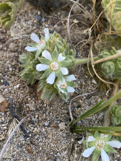 Potentilla marinensis, photographed by Rebecca Johnson