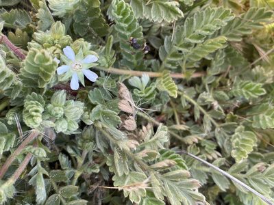 Potentilla marinensis, photographed by Rebecca Johnson