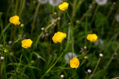 Ranunculus polyanthemos, photographed by Anastasia_Surkova