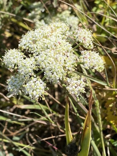 Cnidium silaifolium, photographed by Rebecca Johnson