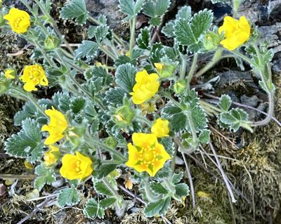 Potentilla villosa, photographed by Chuck Wilson