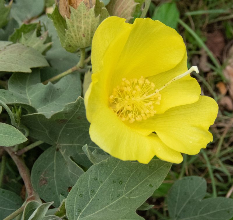 Gossypium tomentosum, photographed by Don Loarie