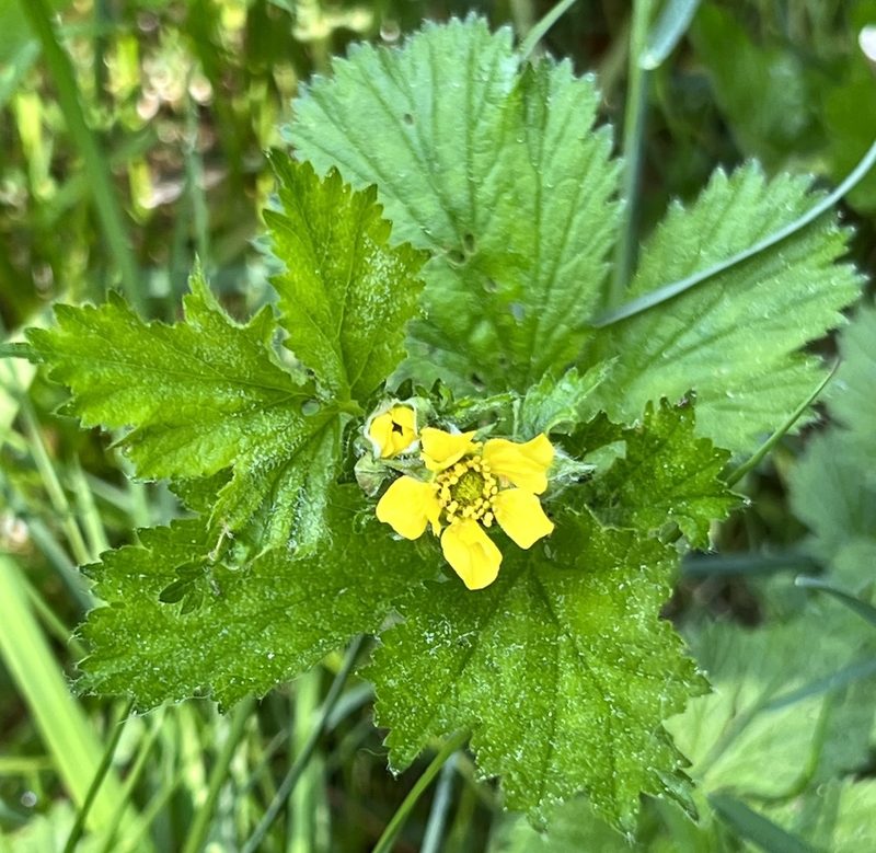 Geum macrophyllum, photographed by Chuck Wilson