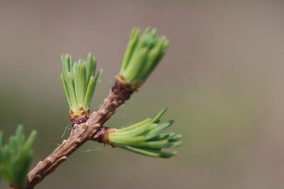 Larix laricina, photographed by Jackson Kusack