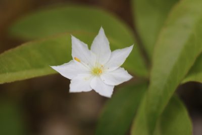 Lysimachia borealis, photographed by Jackson Kusack