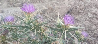 Centaurea calcitrapa, photographed by Santiago Martín-Bravo