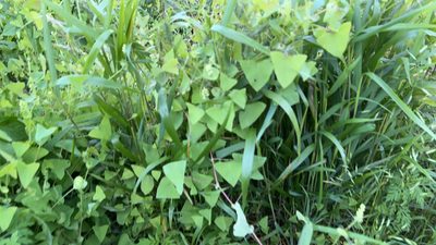 Polygonum perfoliatum, photographed by chinniehaha