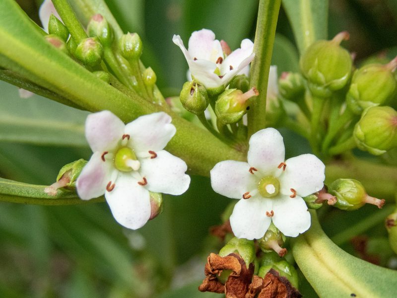 Myoporum sandwicense, photographed by Don Loarie