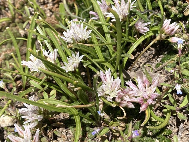 Allium brandegeei, photographed by Anders Hastings