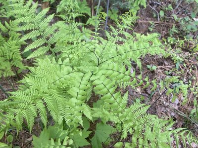 Adiantum pedatum, photographed by Derek