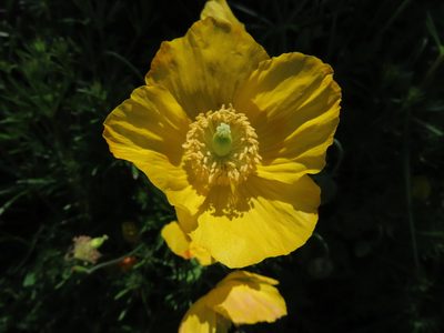 Parameconopsis cambrica, photographed by Anne Thomson