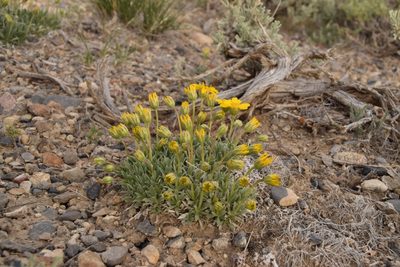 Stenotus acaulis, photographed by Mitch Van Dyke
