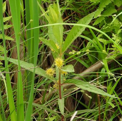 Lysimachia thyrsiflora, photographed by Peter Waycik