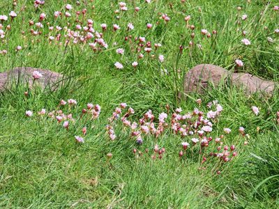 Armeria maritima, photographed by Anne Thomson