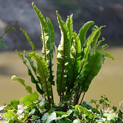 Asplenium scolopendrium, photographed by joy russell