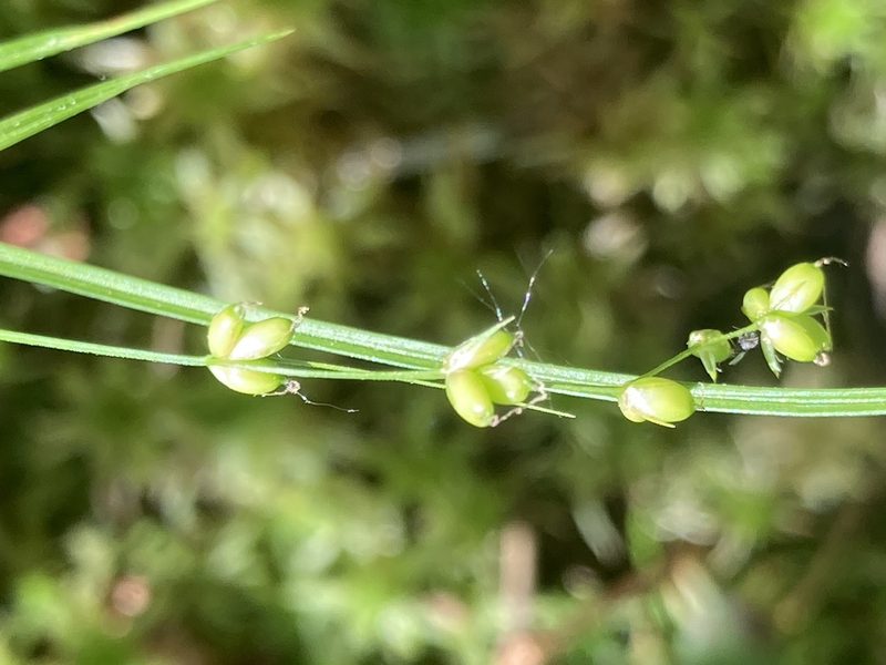 Carex disperma, photographed by Derek