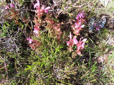 Pedicularis sylvatica, photographed by Anne Thomson