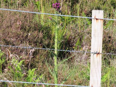 Cirsium palustre, photographed by Anne Thomson