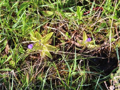 Pinguicula vulgaris, photographed by Anne Thomson