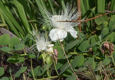 Capparis sandwichiana