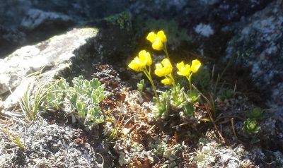 Draba incerta, photographed by John Brew