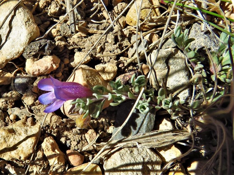 Penstemon caespitosus, photographed by Annika Lindqvist