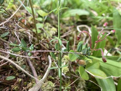Vaccinium oxycoccos, photographed by Derek