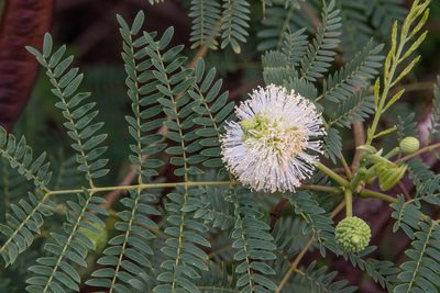 Leucaena leucocephala
