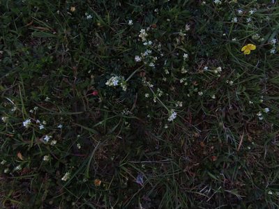 Galium saxatile, photographed by Anne Thomson