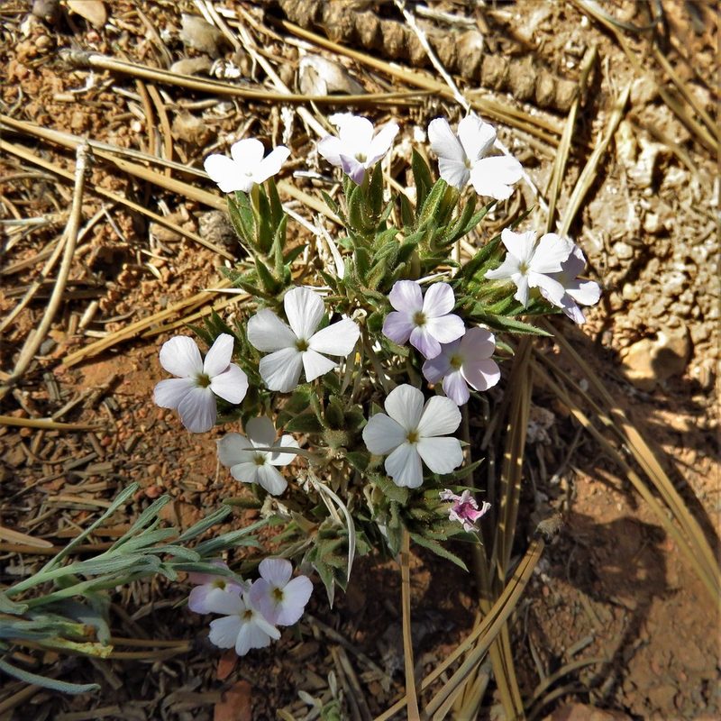 Phlox gladiformis, photographed by Annika Lindqvist