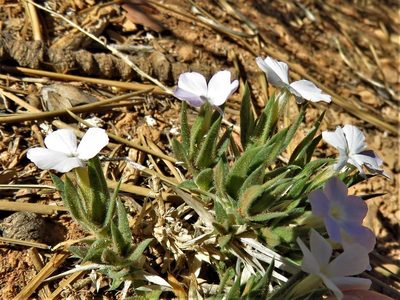 Phlox gladiformis, photographed by Annika Lindqvist