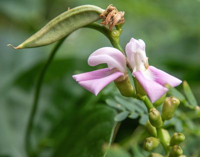 Canavalia cathartica, photographed by Don Loarie