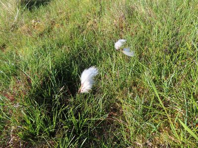 Eriophorum angustifolium, photographed by Anne Thomson