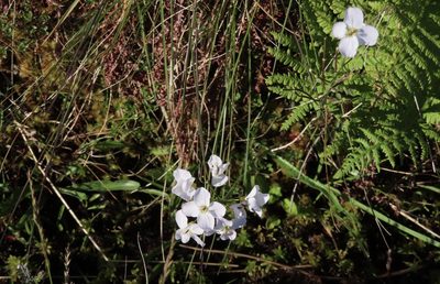 Cardamine pratensis, photographed by Anne Thomson