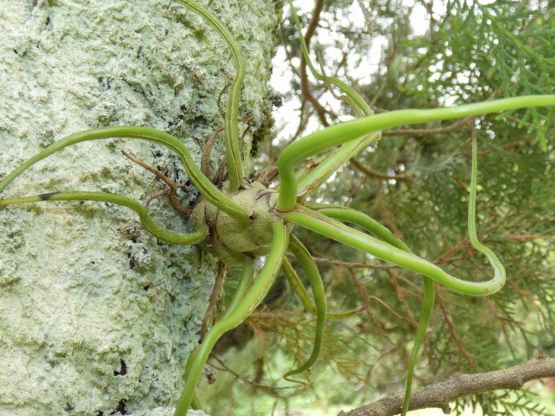 Tillandsia bulbosa, photographed by Kai Squires