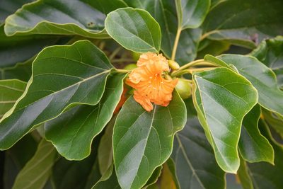 Cordia subcordata, photographed by Don Loarie