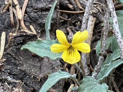 Viola pinetorum, photographed by Rachel Whitt