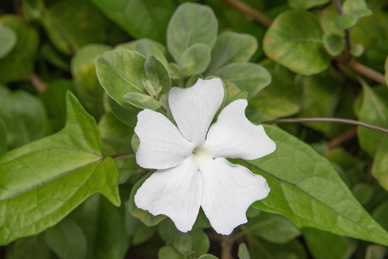 Thunbergia fragrans, photographed by Don Loarie