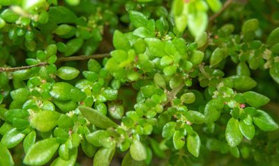 Pilea microphylla, photographed by Don Loarie