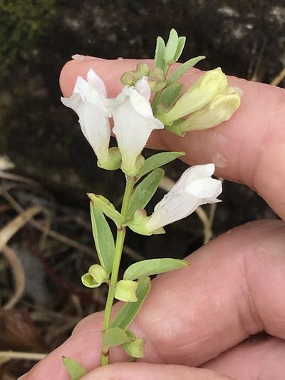 Scutellaria californica, photographed by LJ Moore-McClelland