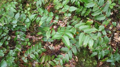 Berberis nervosa, photographed by Loopy30