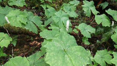 Achlys triphylla