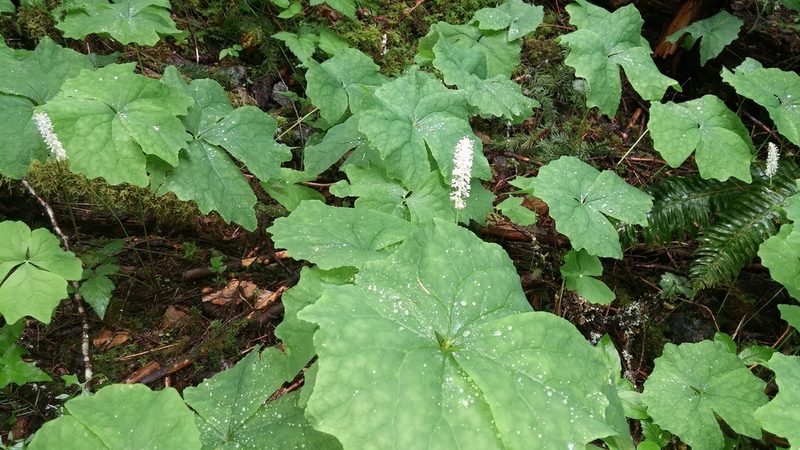 Achlys triphylla, photographed by Loopy30