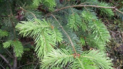 Pseudotsuga menziesii, photographed by Loopy30