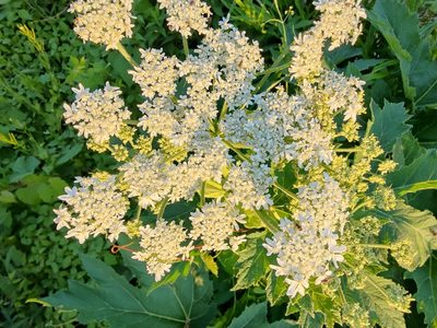 Heracleum maximum, photographed by Gus