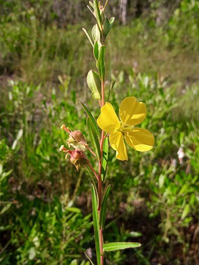 Ludwigia virgata, photographed by Abby Darrah