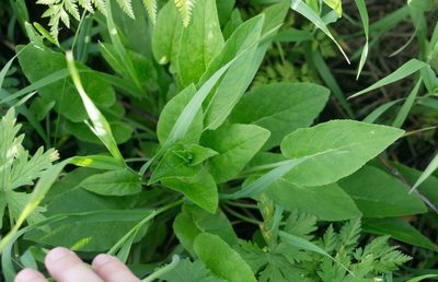 Campanula glomerata, photographed by Anastasia_Surkova