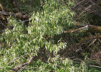 Salix alba, photographed by Anastasia_Surkova
