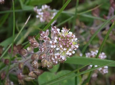 Lepidium campestre, photographed by Naomi Cappuccino