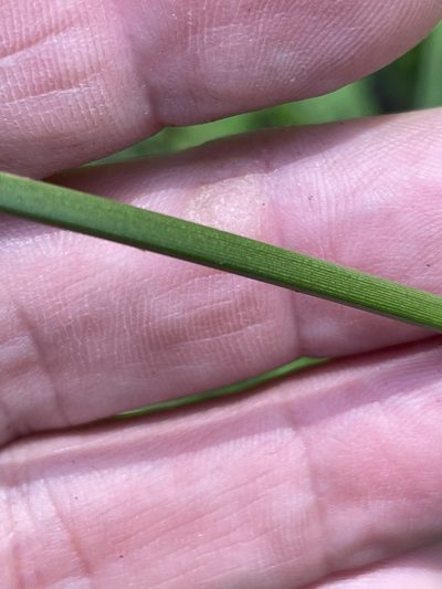 Scirpus georgianus, photographed by Becky Dill